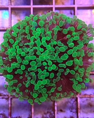 Euphyllia paraancora Epa02