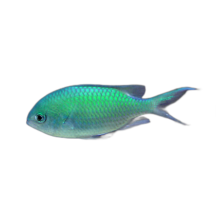 Chromis virdis