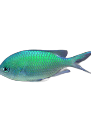 Chromis virdis