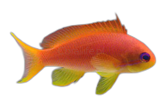 Pseudanthias squamipinnis