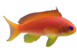 Pseudanthias squamipinnis