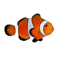 Amphiprion ocellaris