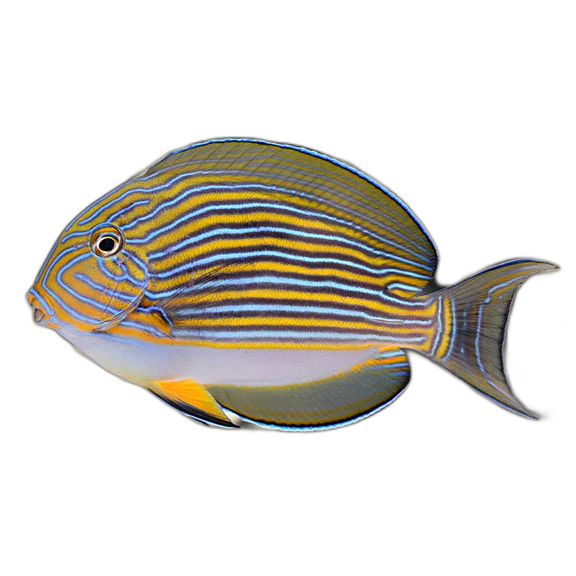 Acanthurus lineatus M