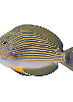 Acanthurus lineatus M