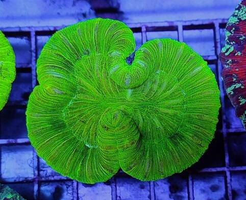 Trachyphyllia Geoffroyi green -M-