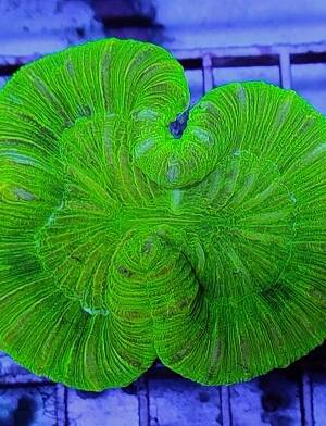 Trachyphyllia Geoffroyi green -M-