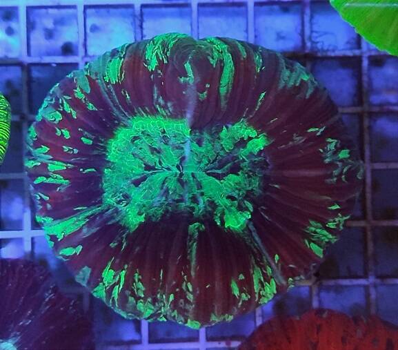 Trachyphyllia Geoffroyi multicolor -M-