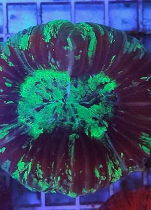 Trachyphyllia Geoffroyi multicolor -M-