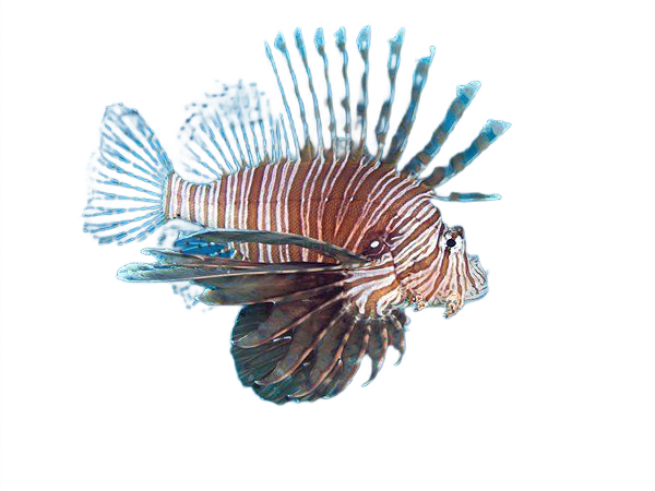 Pterois volitans