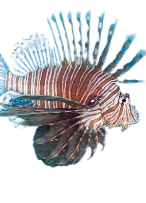 Pterois volitans