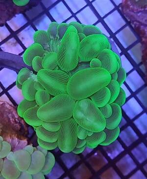 Plerogyra sinuosa fluo