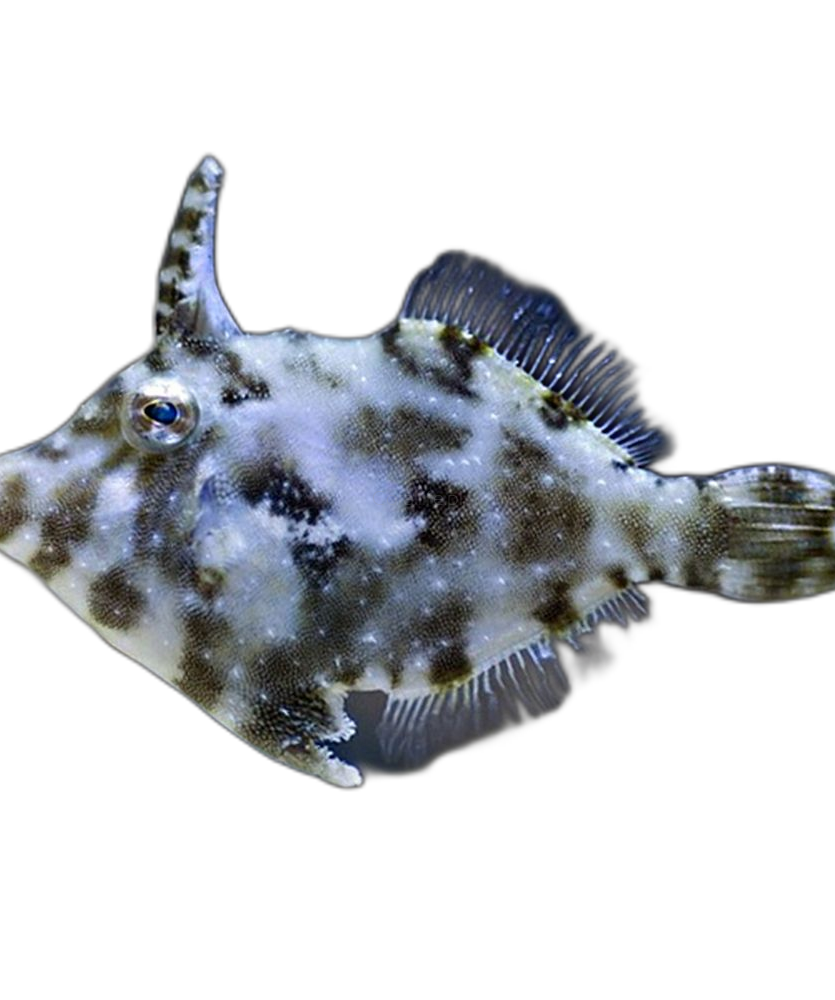 Acreichthys tomentosus