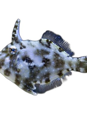 Acreichthys tomentosus