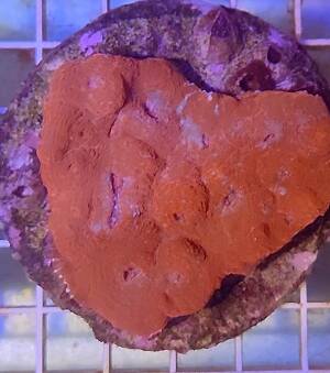 Acanthastrea  echinata AC06