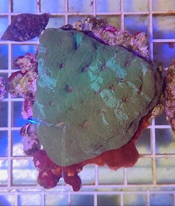 Acanthastrea  echinata AC07