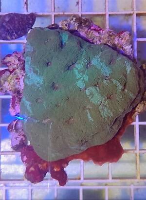 Acanthastrea  echinata AC07